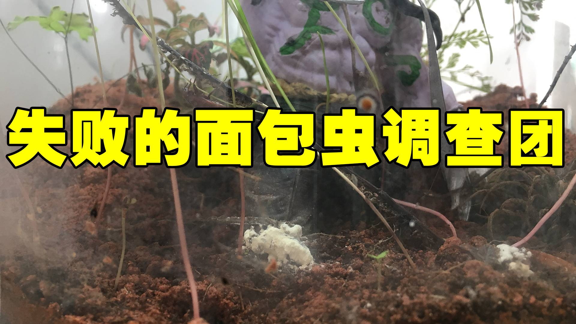 【生态巢】恶魔之墓第六集失败的面包虫调查团